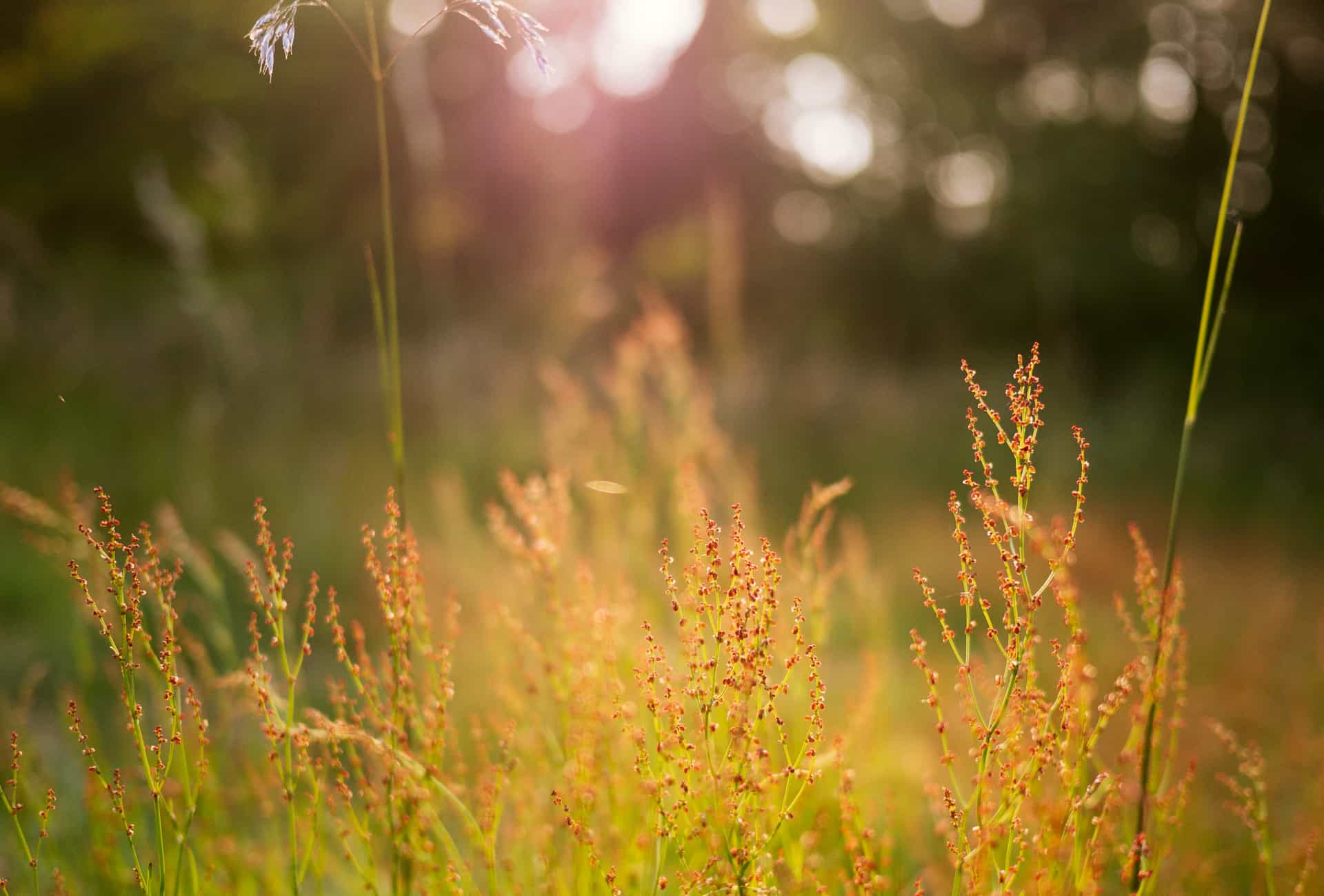 Meadow in Summer