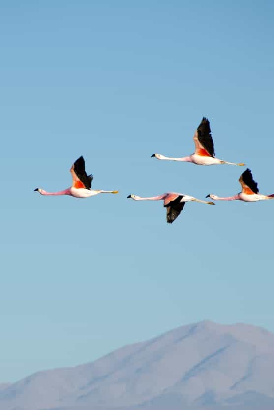 Birds over Mountain